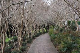 Tree Tunnel @ Aussie