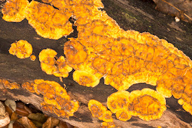 Orange fungus crust on old deadwood.  Toy's Hill, 7 December 2013.