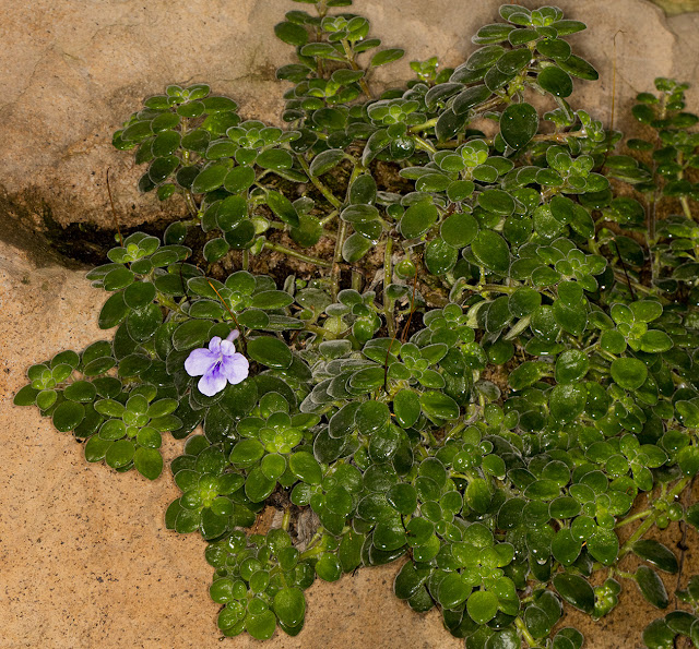 Unidentified Gesneriad.  RHS Wisley, 26 January 2016.