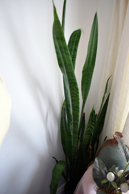 healthy mother in laws tongue, snake plant, or st georges sword