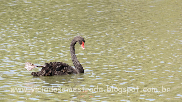 Cisne negro no lago