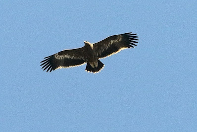 "Steppe Eagle - Aquila nipalensis, winter visitor in flight above Mt Abu."