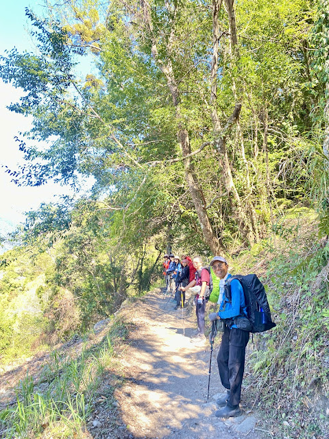 回抵巨木登山步道