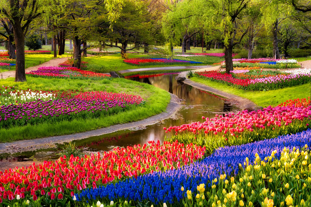 Gambar Bunga Tulip Belanda Indah Cantik - Gambar Kata Kata