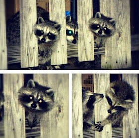 raccoons, funny animal pictures, animal photos, funny animals