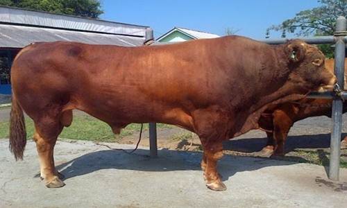 Daftar Harga Sapi Limosin Terbaru Bulan Ini Lengkap 2018