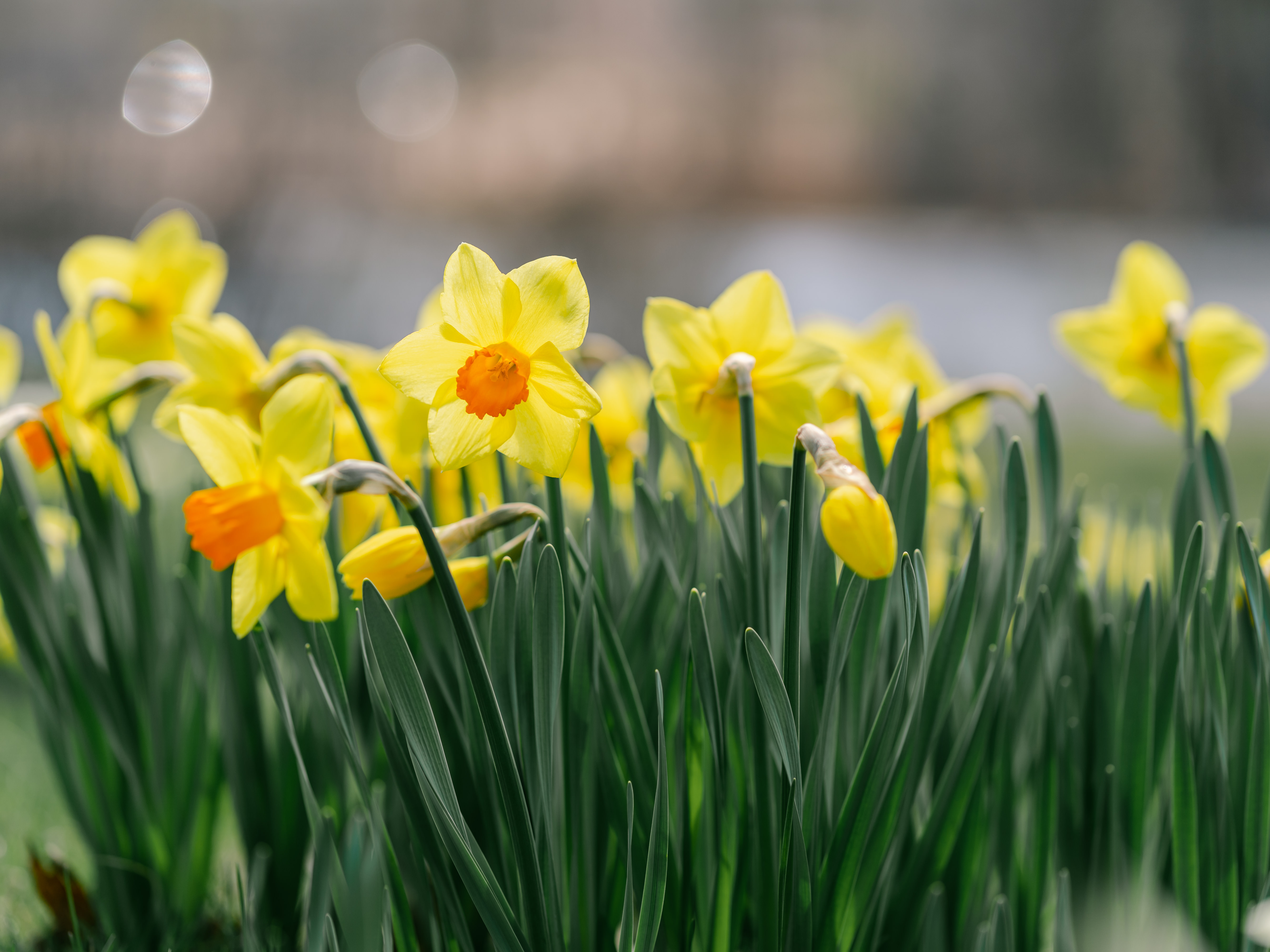 Yellow Daffodils