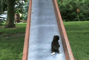kawai mother cat an kittys on a slide