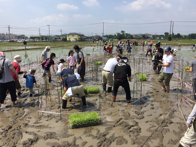 こしがや田んぼアート2015食戟のソーマ（田植え）