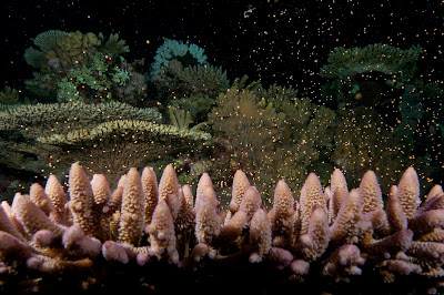 coral spawning great barrier reef