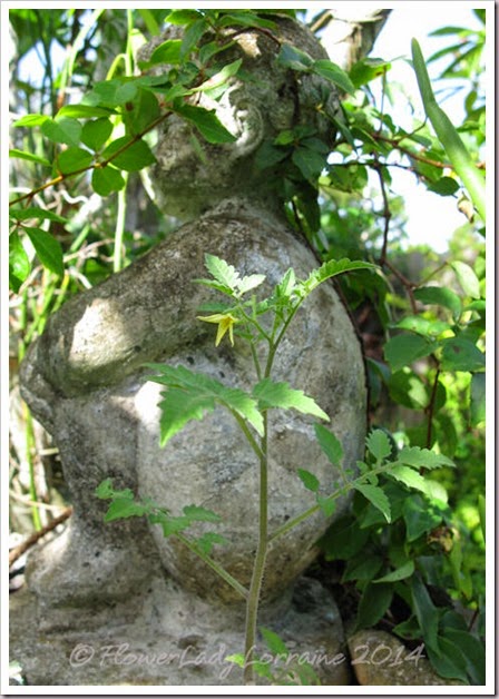 08-20-tomato-flowers2