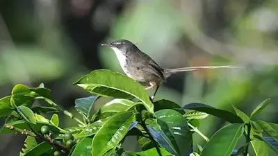 burung kicau indah