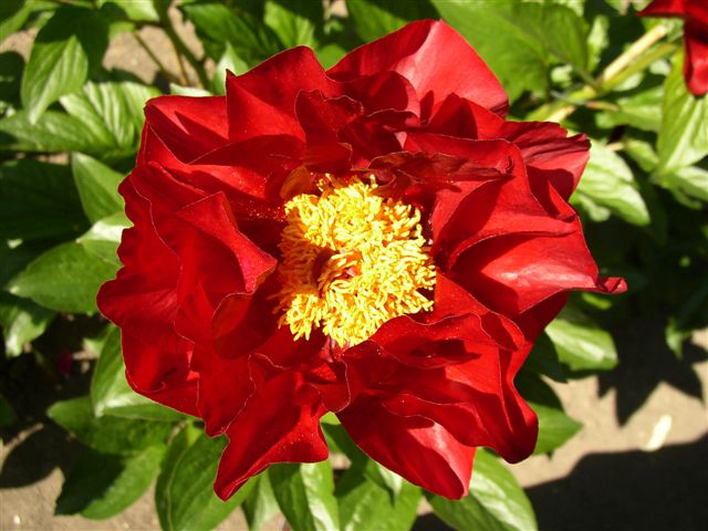 Пион 'Mackinac Grand' / Пион 'Макинак Гранд' (Paeonia 'Mackinac Grand')