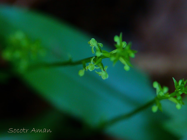 Tulotis ussuriensis