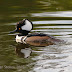 Reflections on a Hooded Merganser