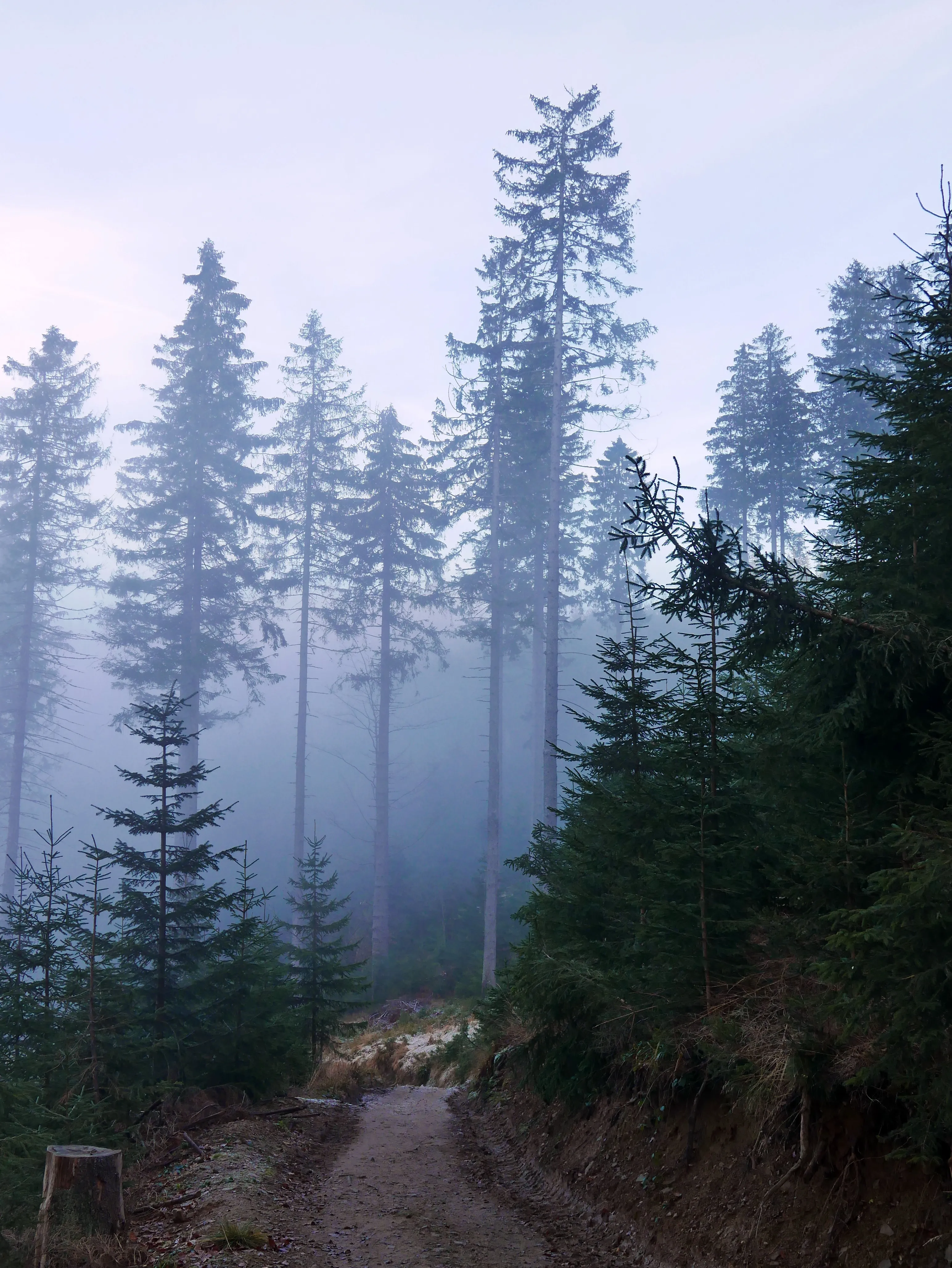 Beskid Żywiecki, Pilsko 1557 m n.p.m.