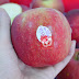 Diva Apple - Giống táo ngon nhất tại New Zealand