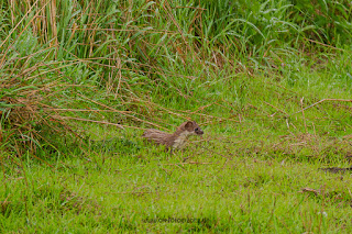 Wildlifefotografie Hermelin Olaf Kerber