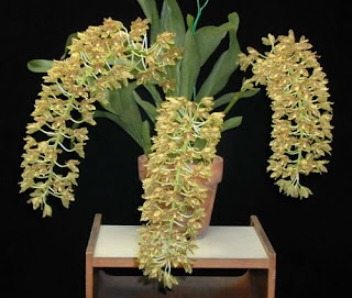 Grammatophyllum Scriptum Orchid, Anggrek Cantik, Tanaman Langka