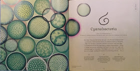 cyanobacteria