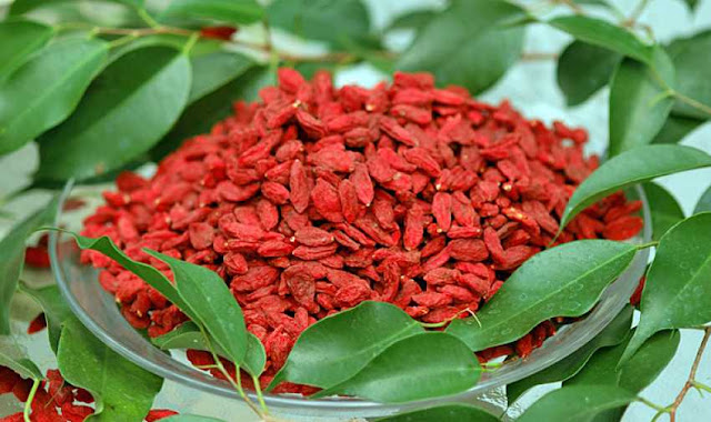 Goji Berry yetiştiriciliği