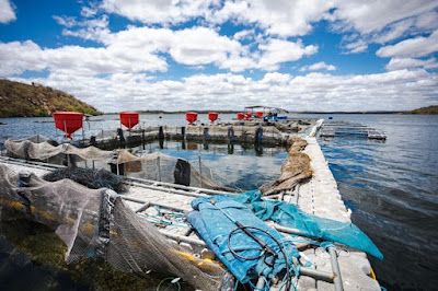 Em Piranhas/AL, piscicultura é multada pela FPI em mais de R$ 60 mil por funcionar irregularmente