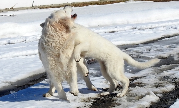 hvit gjeterhund golden retriever