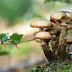 Paddenstoelen eten je smartphonebatterij op