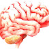 Human Brain - Picture Of The Human Brain