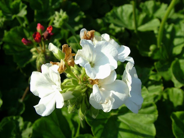 White Flowers