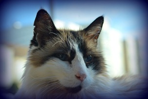 Mr Blue Eyes