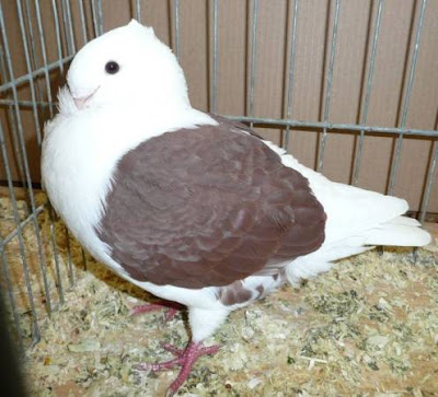 German Shield Owl Pigeon