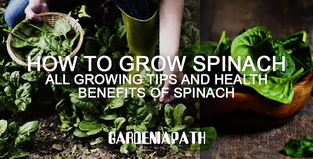 How To Grow Spinach: