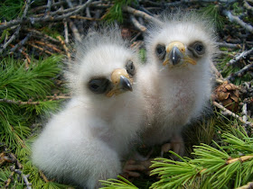 [Booted Eagle chicks]