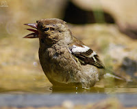 Pinzón vulgar (Fringilla coelebs) 