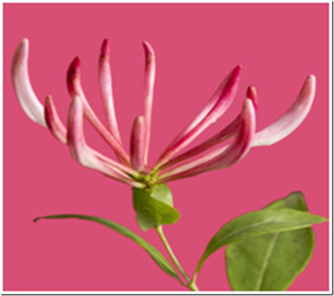 pantone_flor