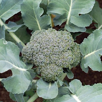 broccoli