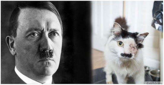 Sayang Sikucing,Didera Hingga Buta Kerana Berwajah Mirip Hitler