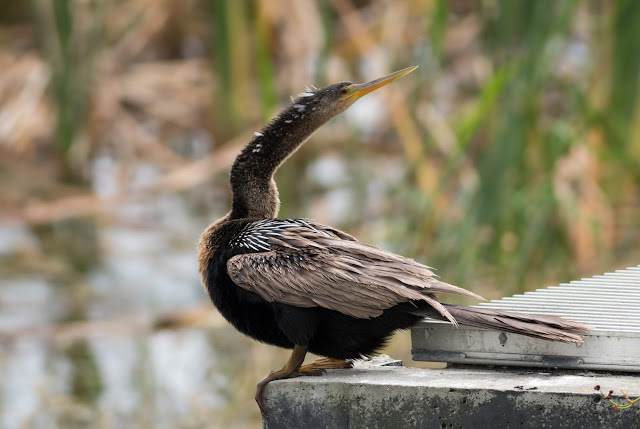 Anhinga - Viera Wetlands, Florida