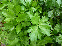 celery leaves for hair straightening