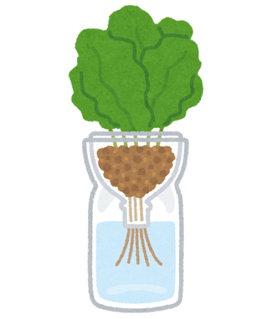 ペットボトル水耕栽培のイラスト
