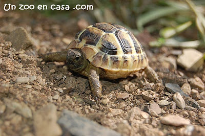 Cría de Testudo hermanni