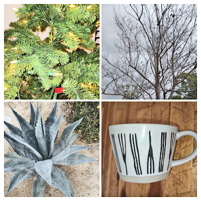 christmas tree, outdoors tree, desert plant, new cup
