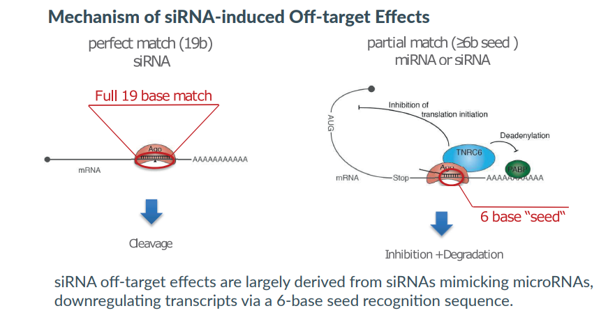 Mechanism of siRNA-induced Off-target Effects