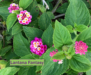 Lantana Fantasy bright pink smaller blooms