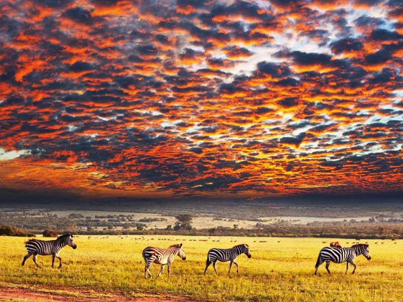 Serengeti National Park 4