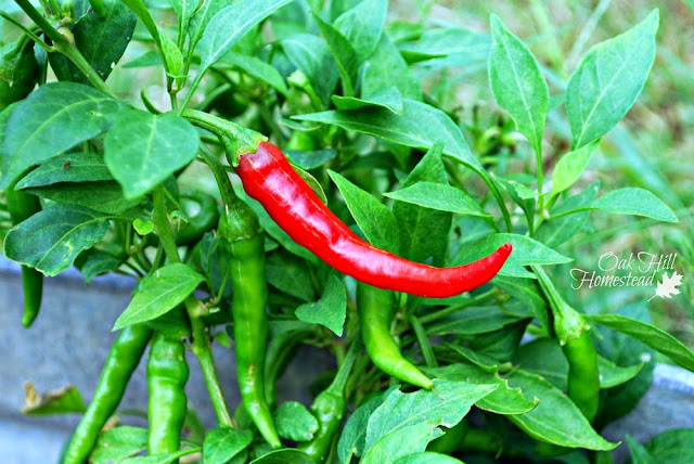 Cayenne peppers growing on a pepper plant