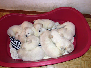 Golden Retriever puppies