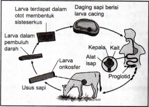 Bionomipa: Indikator 7: Cara Perkembangbiakan Hewan 