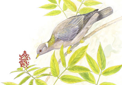 band tailed pigeon and elderberry painting by wildlife artist Shari Erickson